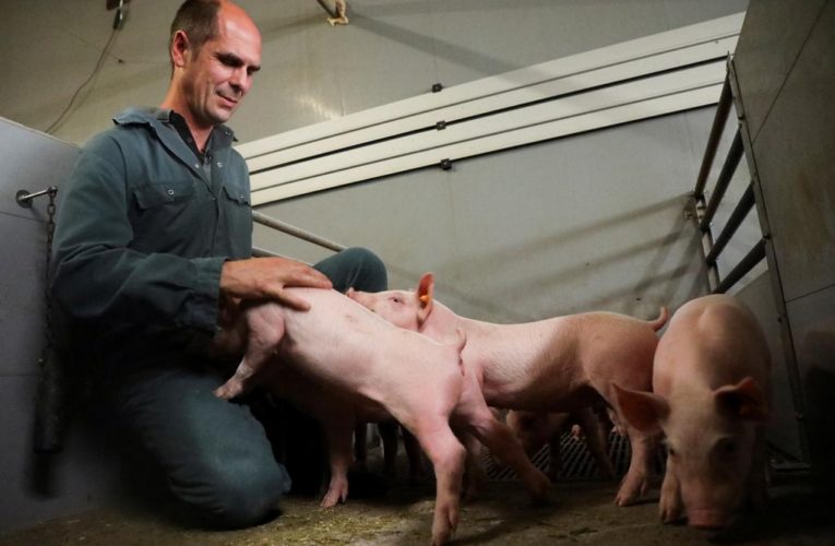 Belgian researchers study pigs’ response to music