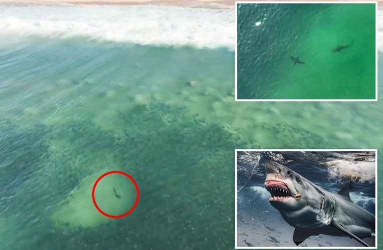 Sharks spotted 100 feet from shore in NY