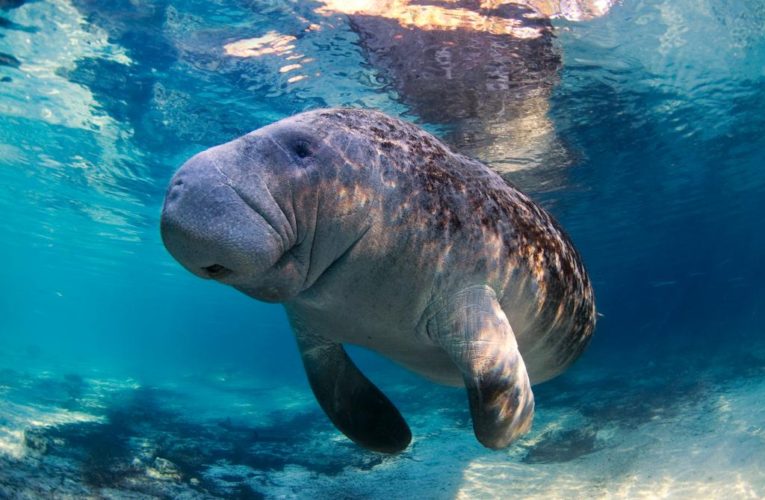 Manatee moved to Florida waters after Texas SeaWorld rehab