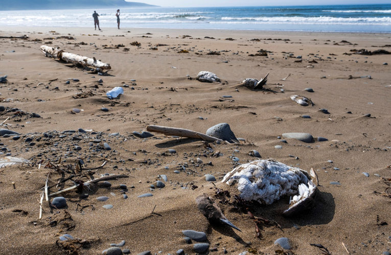 Avian flu suspected to be responsible for thousands of dead seabirds washed up on Canada’s Eastern Shore