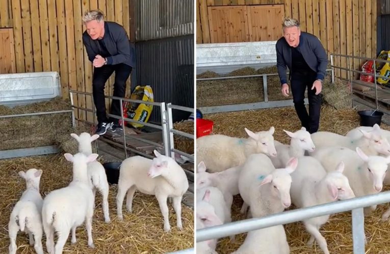 Gordon Ramsay’s lamb slaughter sparks outrage: ‘How dare you!!!’