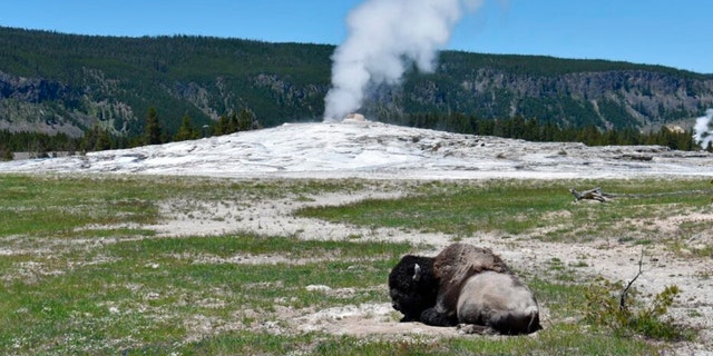 A bison lays down on the ground in front of the Old Faithful geyser in Yellowstone National Park, Wyo., on June 22. 