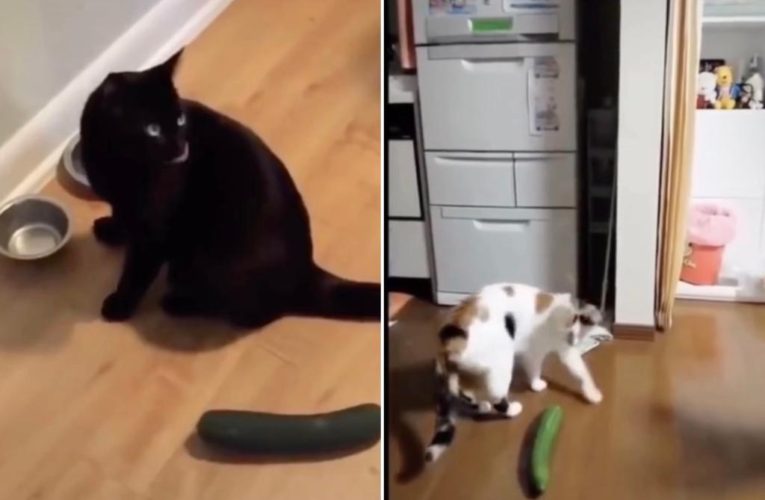 The fascinating reason why cats are scared of cucumbers