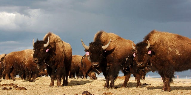 A herd of bison stand in a pen on the Fort Peck Reservation near Poplar, Mont., in 2021.