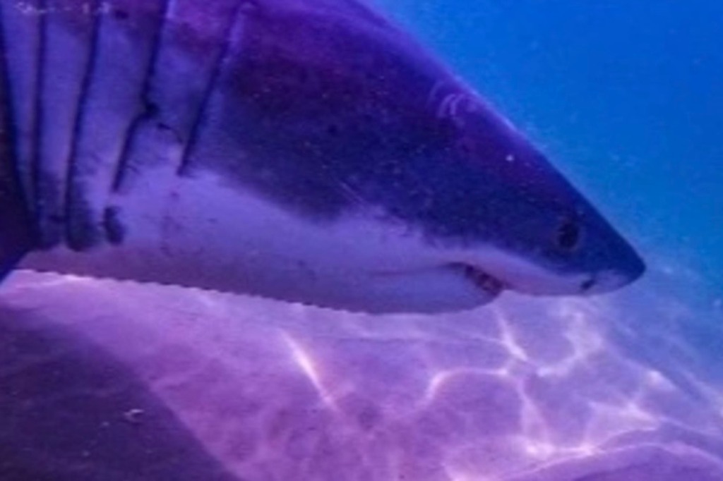 “Just know that large sharks are here,” Megan Winton, a scientist with the Atlantic White Shark Conservancy, said during a press conference in Chatham on Wednesday, USA Today reported. "They’re a constant presence from June to the fall.”