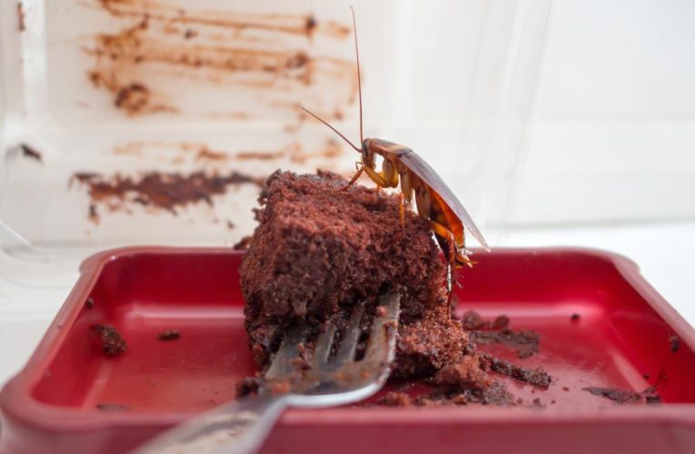 Cockroaches are skipping sugar to get more sex, populate