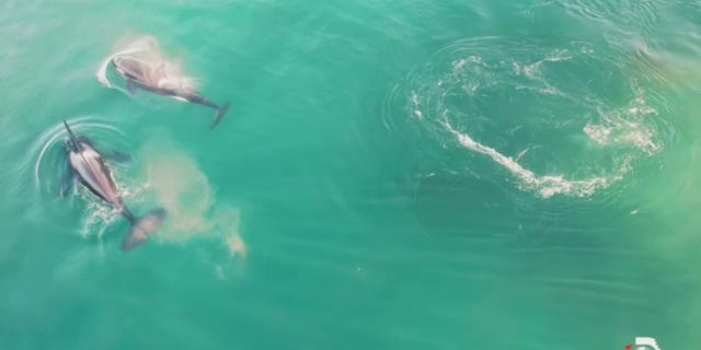 Two of the killer whales hunting the shark