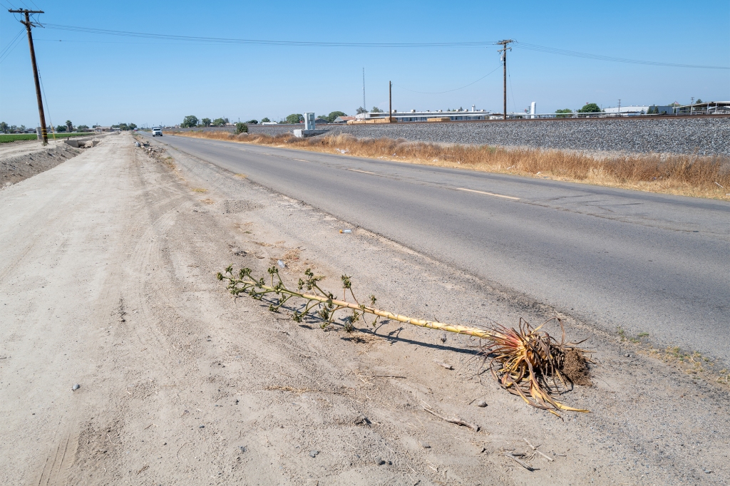 An uprooted plant sits on a roadway in the town of Tulare, which is under a severe drought warning on July 05, 2022 in Tulare, California.