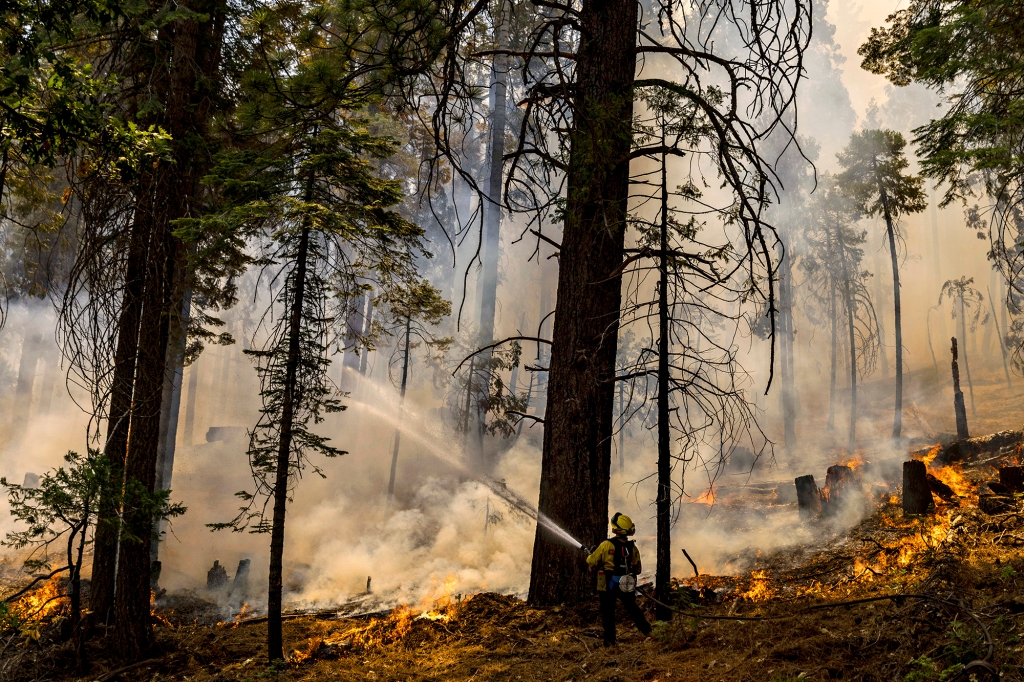 A CalFire firefighter puts water on a tree as a backfire burns along Wawona Road during g the Washburn Fire in Yosemite National Park, Calif. Monday, July 11, 2022.
