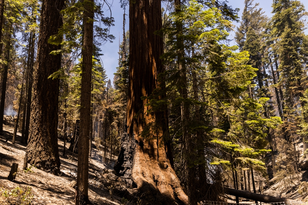A sequoia tree damaged by the Washburn Fire is seen at Mariposa Grove in Yosemite National Park, Calif. Monday, July 11, 2022. 
