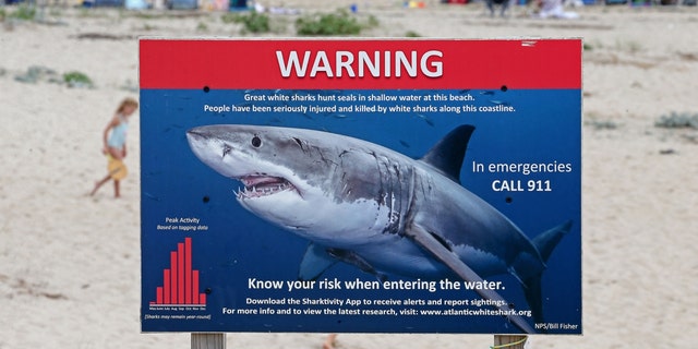 Chatham, MA - August 11: Shark warning signs at Lighthouse Beach on August 11, 2021 in , Chatham, MA.