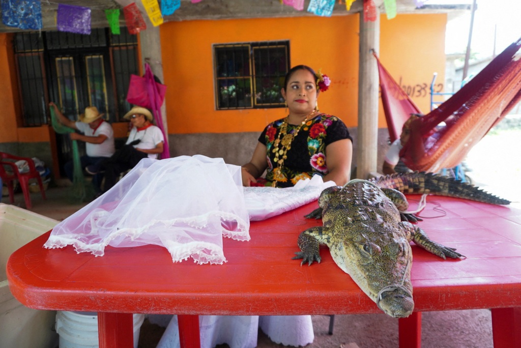 A seven-year-old alligator sits next to a wedding dress