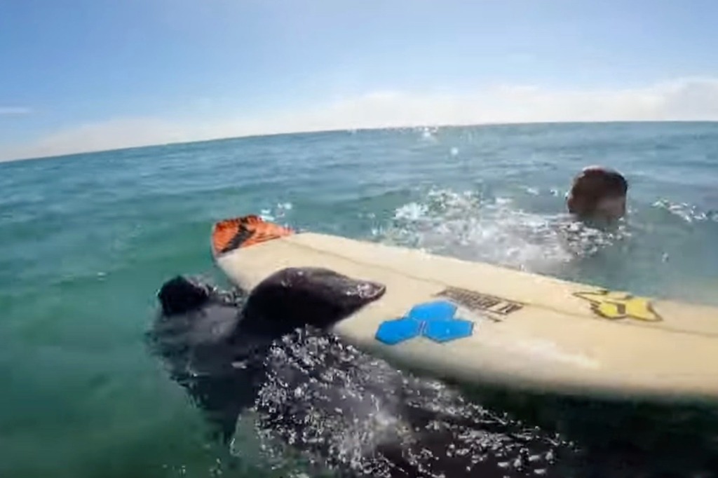 Surfers manatees