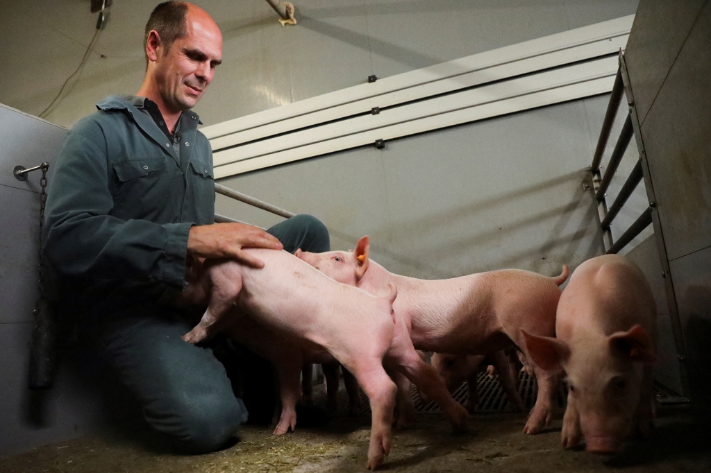 Belgian pig farmer Piet Paesmans handles his pigs in Nieuwerkerken, Limburg, Belgium, July 14, 2022.