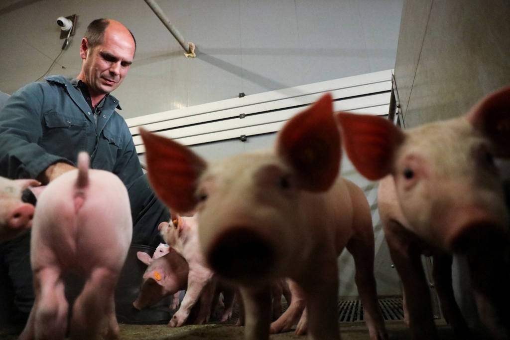 Belgian pig farmer Piet Paesmans looks at his pigs in Nieuwerkerken, Limburg, Belgium, July 14, 2022. 