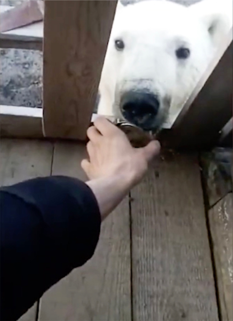 A man trying to help a polar bear with a can stuck in its mouth.