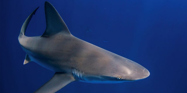 A shark swims through the water during an outing with scuba company Emerald Charters off Jupiter Inlet, Florida, May 18, 2022.  