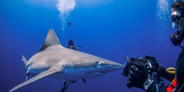 A shark runs into the lens of a photographer during an outing with scuba company Emerald Charters off Jupiter Inlet, Florida, May 18, 2022. 