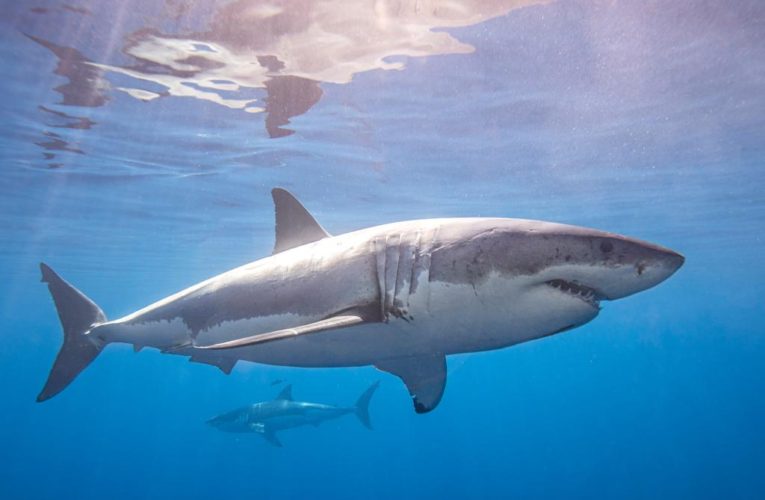 Southern California juvenile white sharks are ‘hanging out’ near beaches