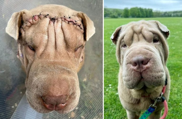 This rescue dog can see again — thanks to a face-lift