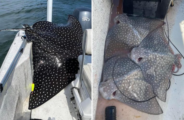 Rare 400-pound spotted eagle ray jumps into boat, gives birth