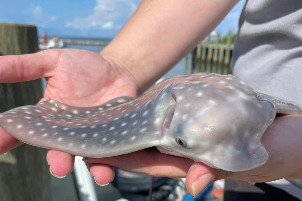 "What we learned from the lab about stingrays," said Jones, "is if they are in any type of stressful situation, they will give birth."