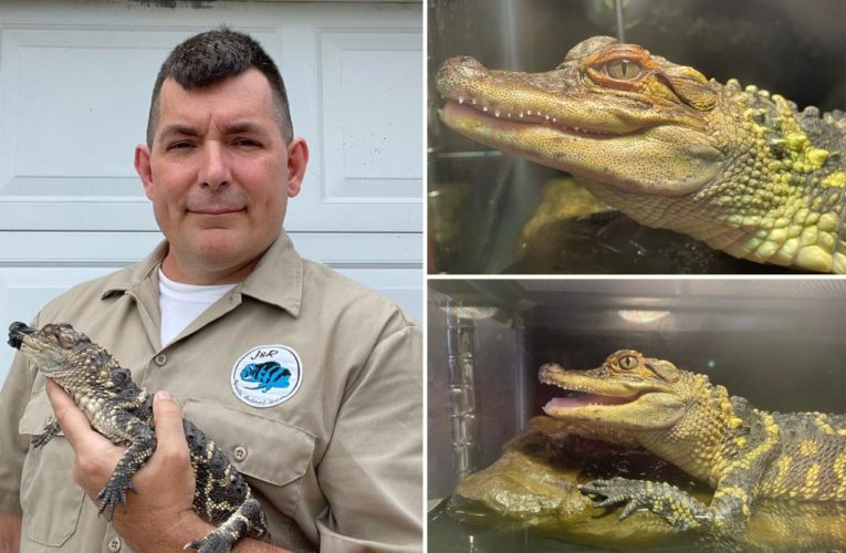 Alligator found in Wisconsin’s Long Lake, possible owner comes forward