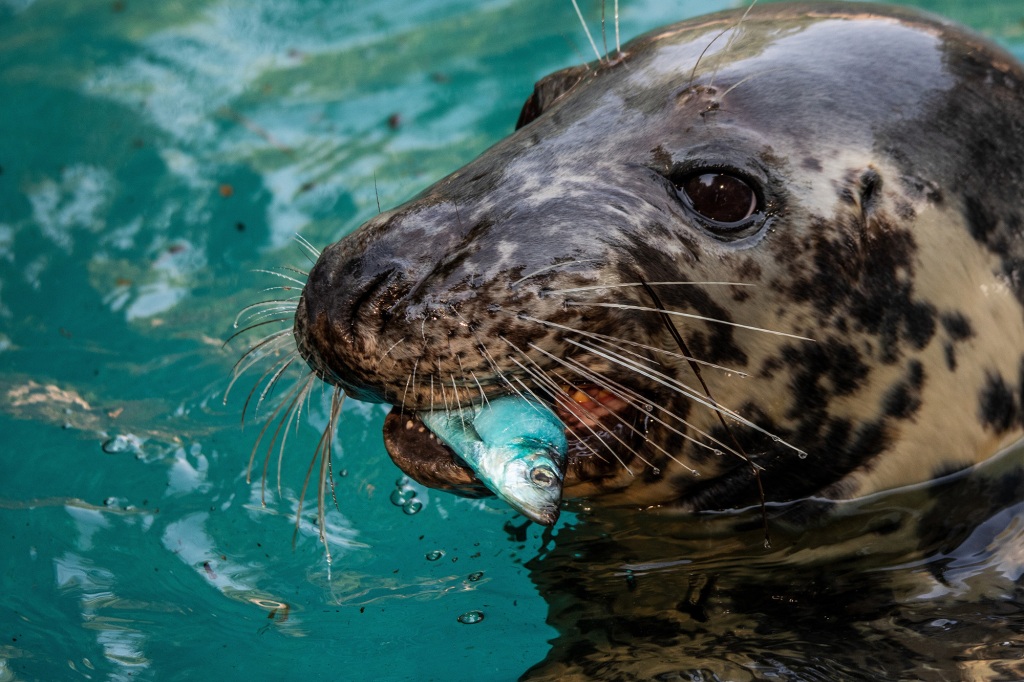 Grey seal eating frozen fish to  cool off in the Zoo Aquarium during a heat wave that is hitting Spain.