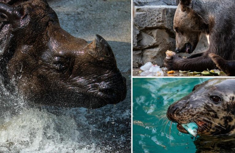 How zoo animals are beating the summer heat around the country