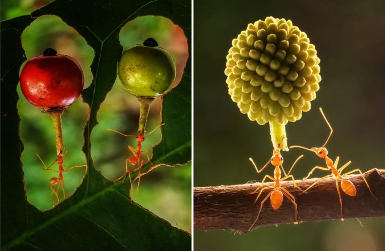 Small but mighty! Ants seen lifting massive objects in pics