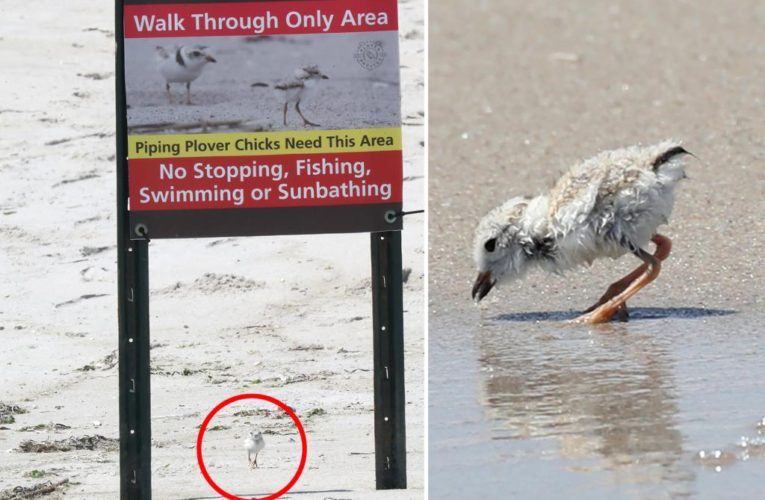 NYC nonprofit protects endangered birds in Rockaways