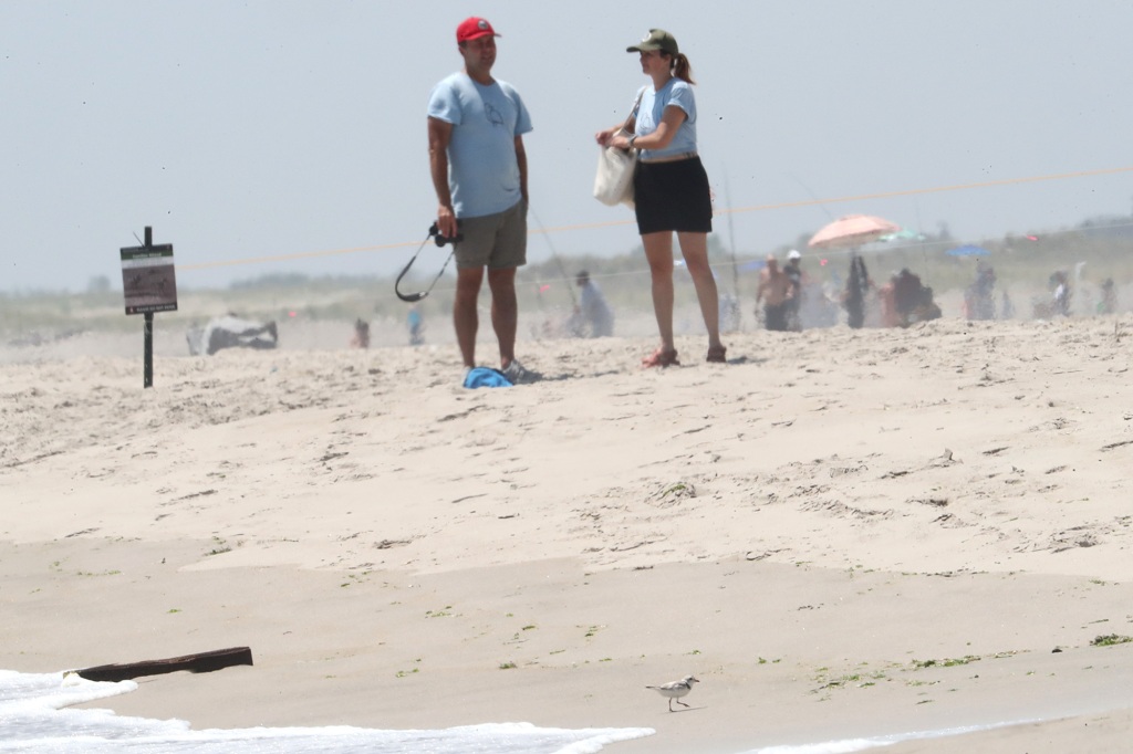 People on beach standing by Piping Plover. 