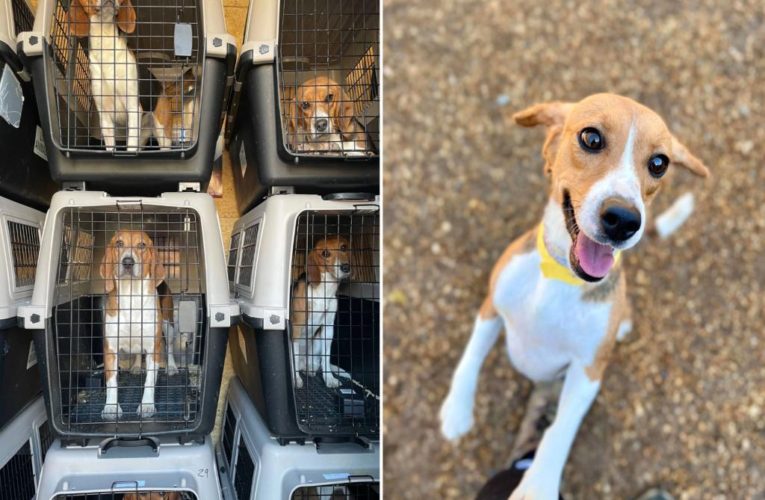 4,000 beagles in need of homes, rescue from Virginia facility
