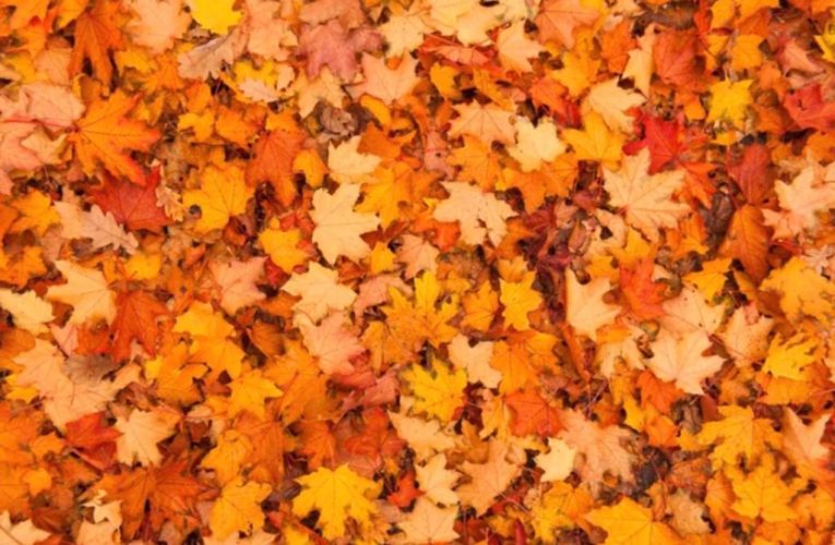 Only 1% can spot butterfly in leaves in tricky optical illusion
