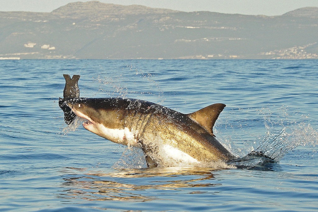 A Great White shark jumps out of the water as it bites a fake decoy seal near False Bay, in this July 4, 2010