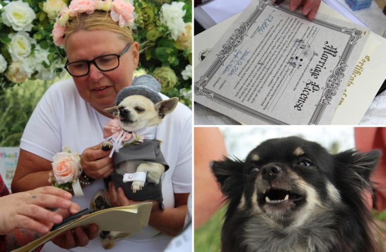 Chihuahuas get married with cake, sausages and 90 dog guests