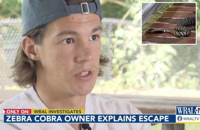 TikToker’s venomous cobra escaped, apologizes to North Carolina community