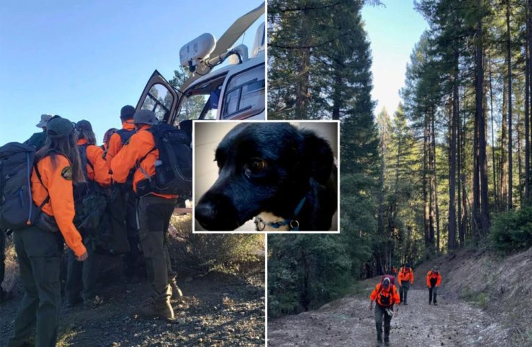 Real life ‘Lassie’ leads rescue team to owner who fell 70 ft. in California forest