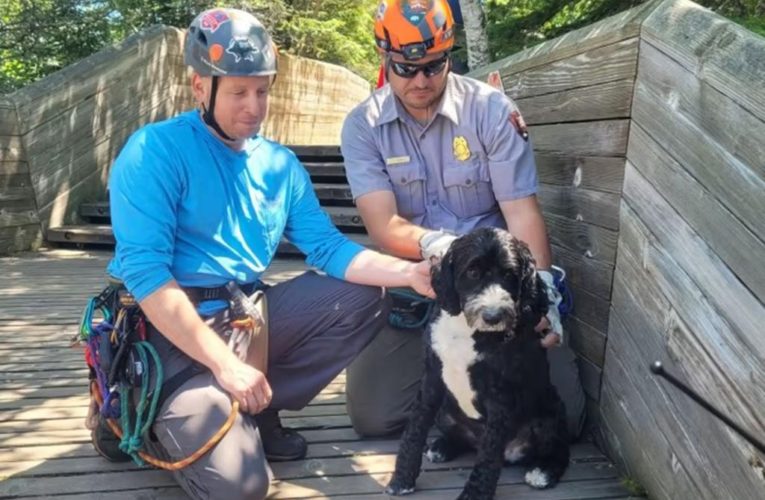 Dog rescued after falling 30 feet off cliff in Michigan