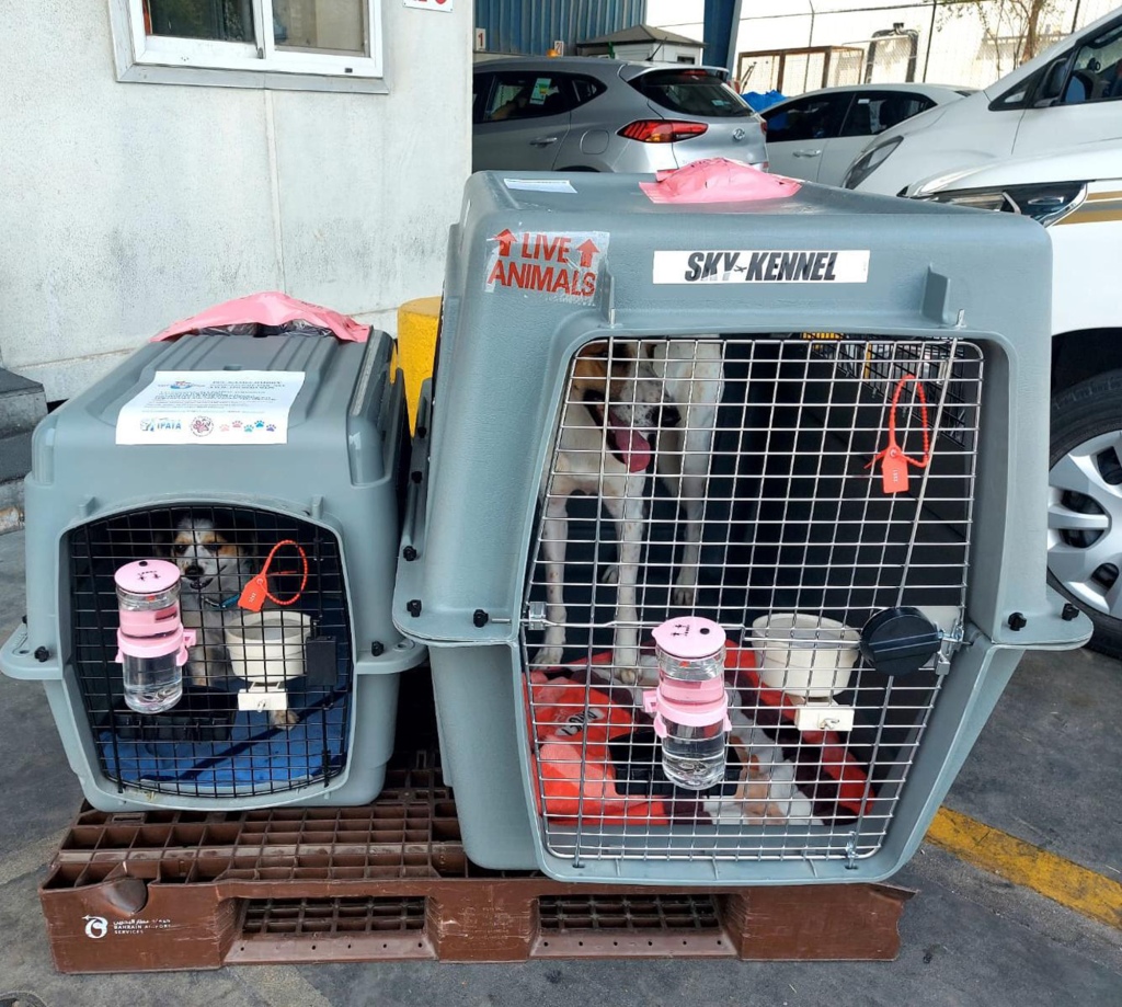 Ruby (left) and Sunny, the two dogs that Matt and Coreen Johnson rescued in the Middle East during deployment, finally landed in Japan, courtesy of the New York-based nonprofit Paws of War. They're shown here in their travel cages.
