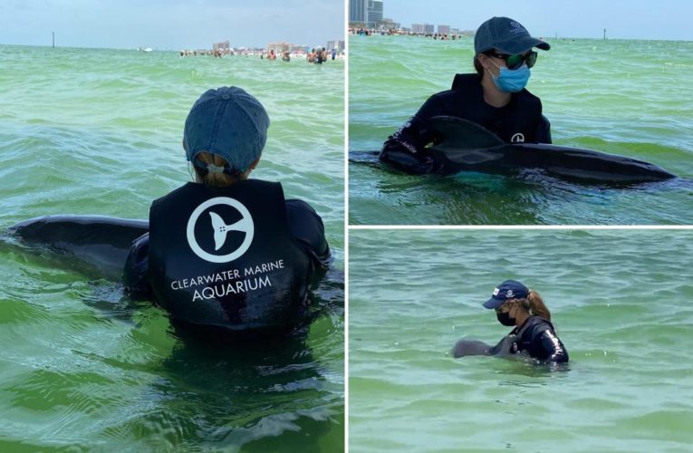 Injured baby dolphin found entangled in Florida crab trap rescued