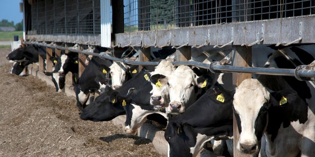 July, 2012: Farmers and ranchers are likely to use ear tags that assign a number to each animal.