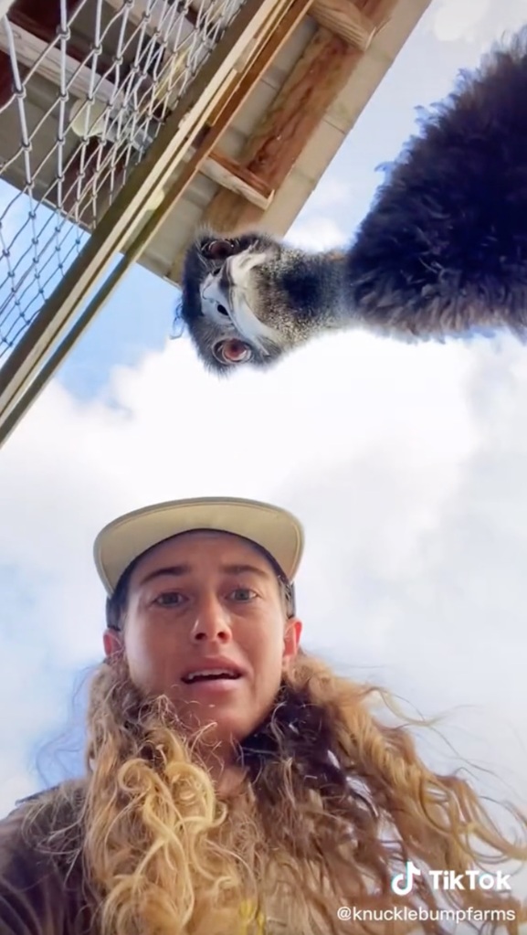 Emu head and farmer looking down into camera frame