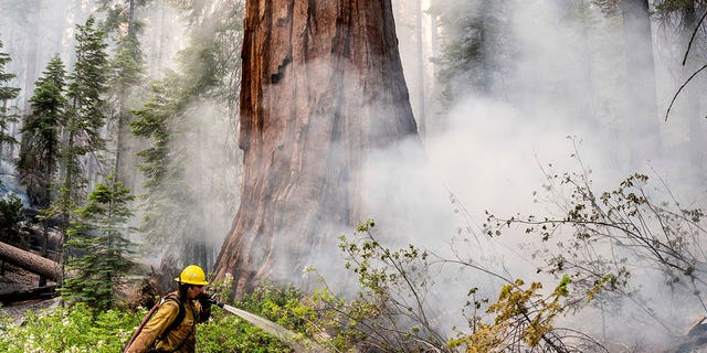 A firefighter protects a sequoia tree as the Washburn Fire burns in Mariposa Grove in Yosemite National Park, Calif., on Friday, July 8, 2022. 