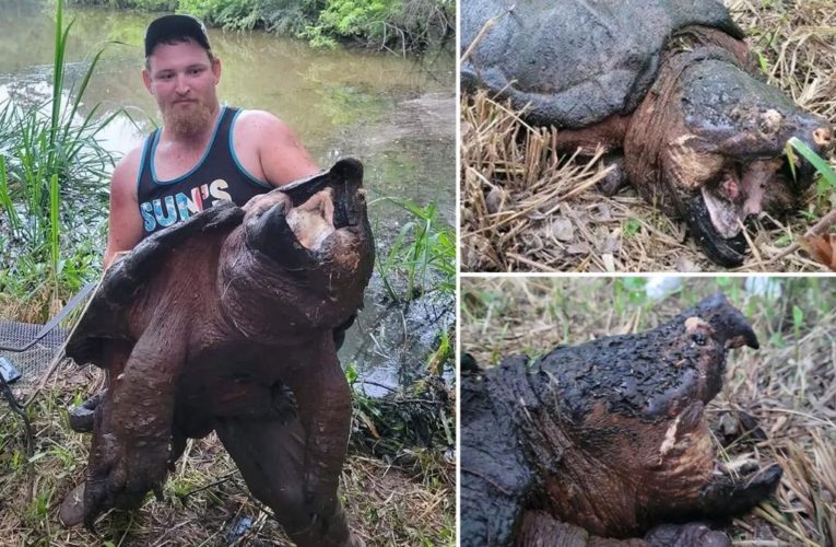 Texas fisherman reels in massive alligator snapping turtle