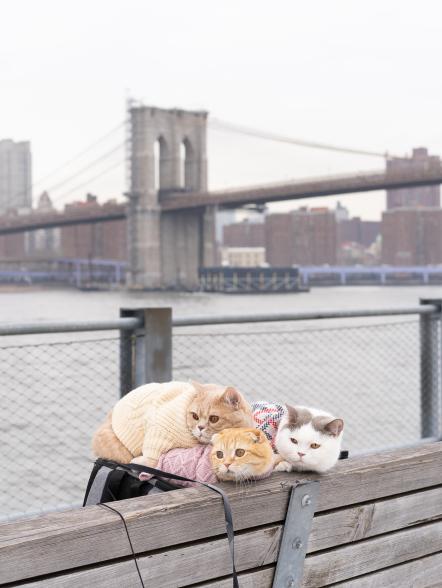 The kitties piled on top of each other on a bench near the Brooklyn Bridge.