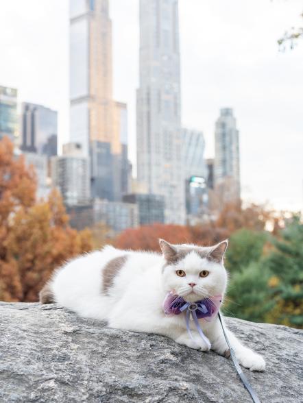 Like his brothers, Donut enjoys trips to Central Park, where he can "loaf" atop the giant boulders and get some sun.