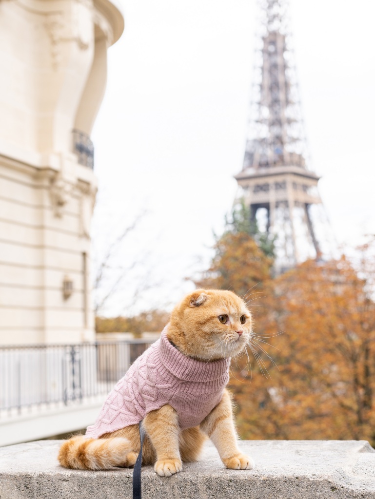 Sponge Cake (above) and the others admired the Eiffel Tower in Paris.