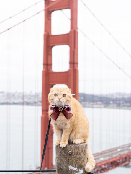 The cats' second-ever trip was to San Francisco. Here, Sponge Cake donned a red ribbon that matched the Golden Gate Bridge.