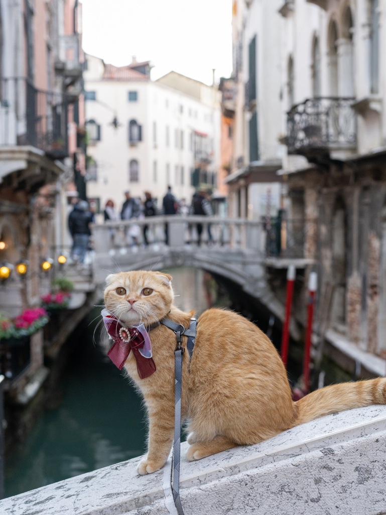 Sponge Cake perched beside a canal during an April trip to Venice.